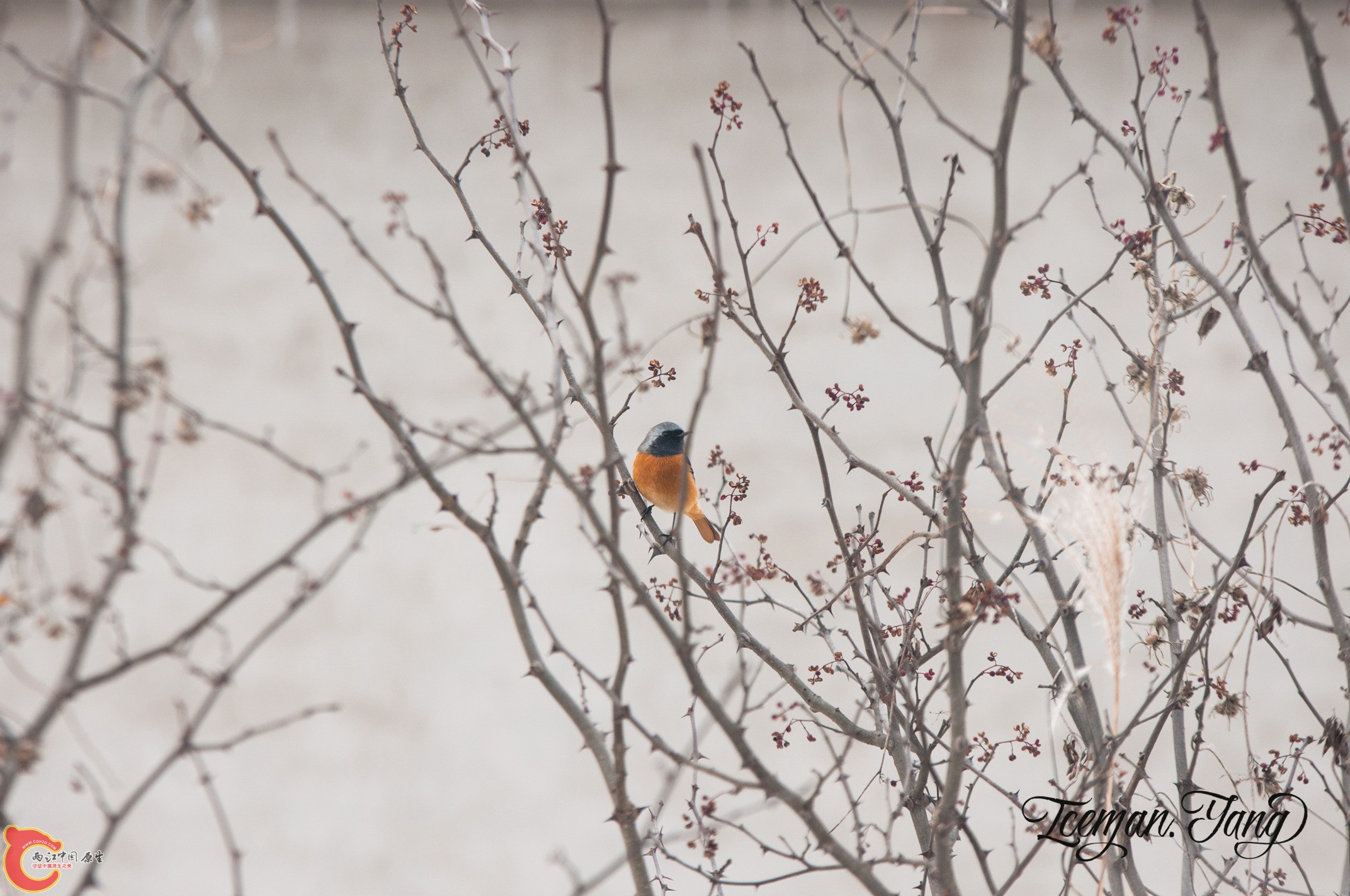 DSC_0016.jpg