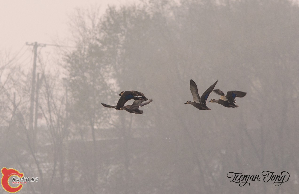 DSC_00490900.jpg