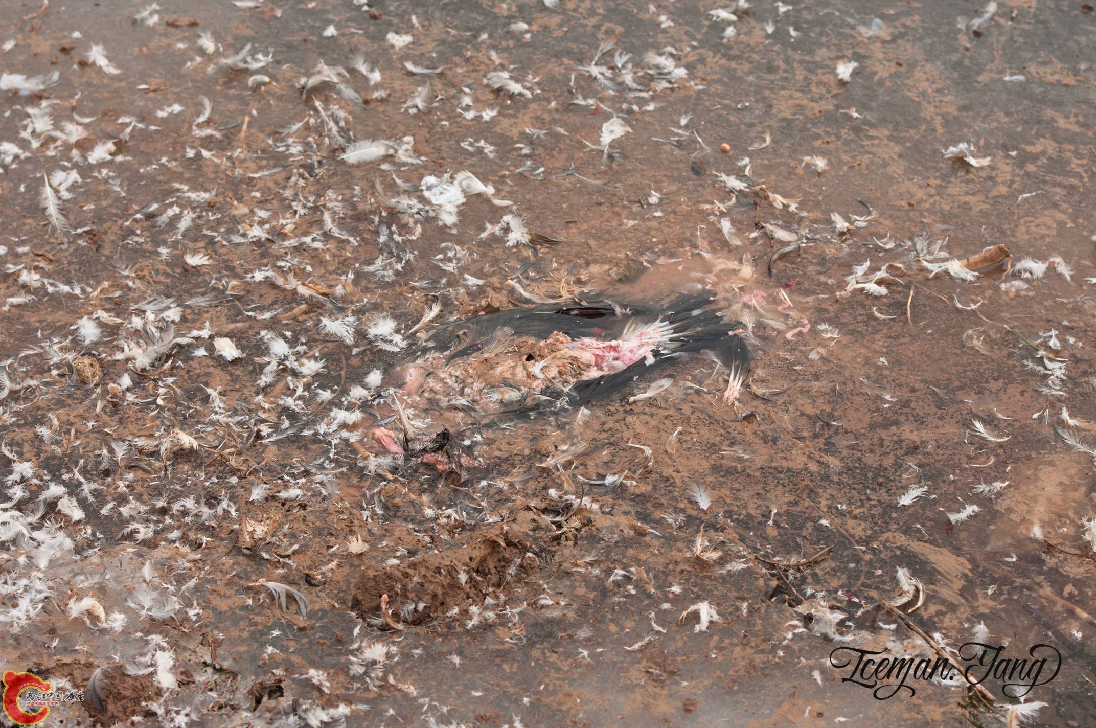 DSC_0033.jpg