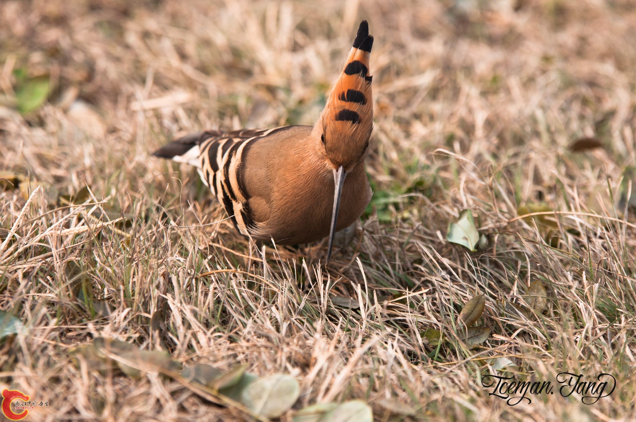 DSC_0091.jpg