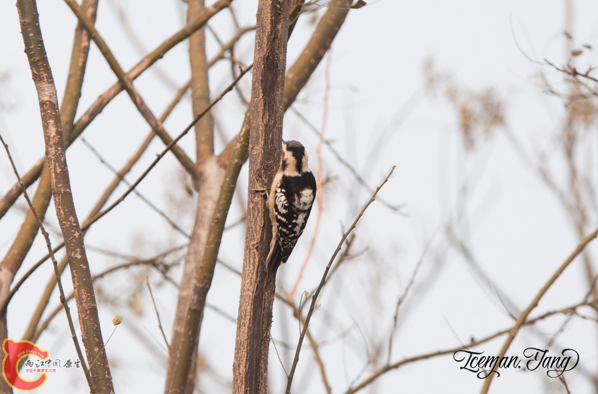 DSC_0162.jpg