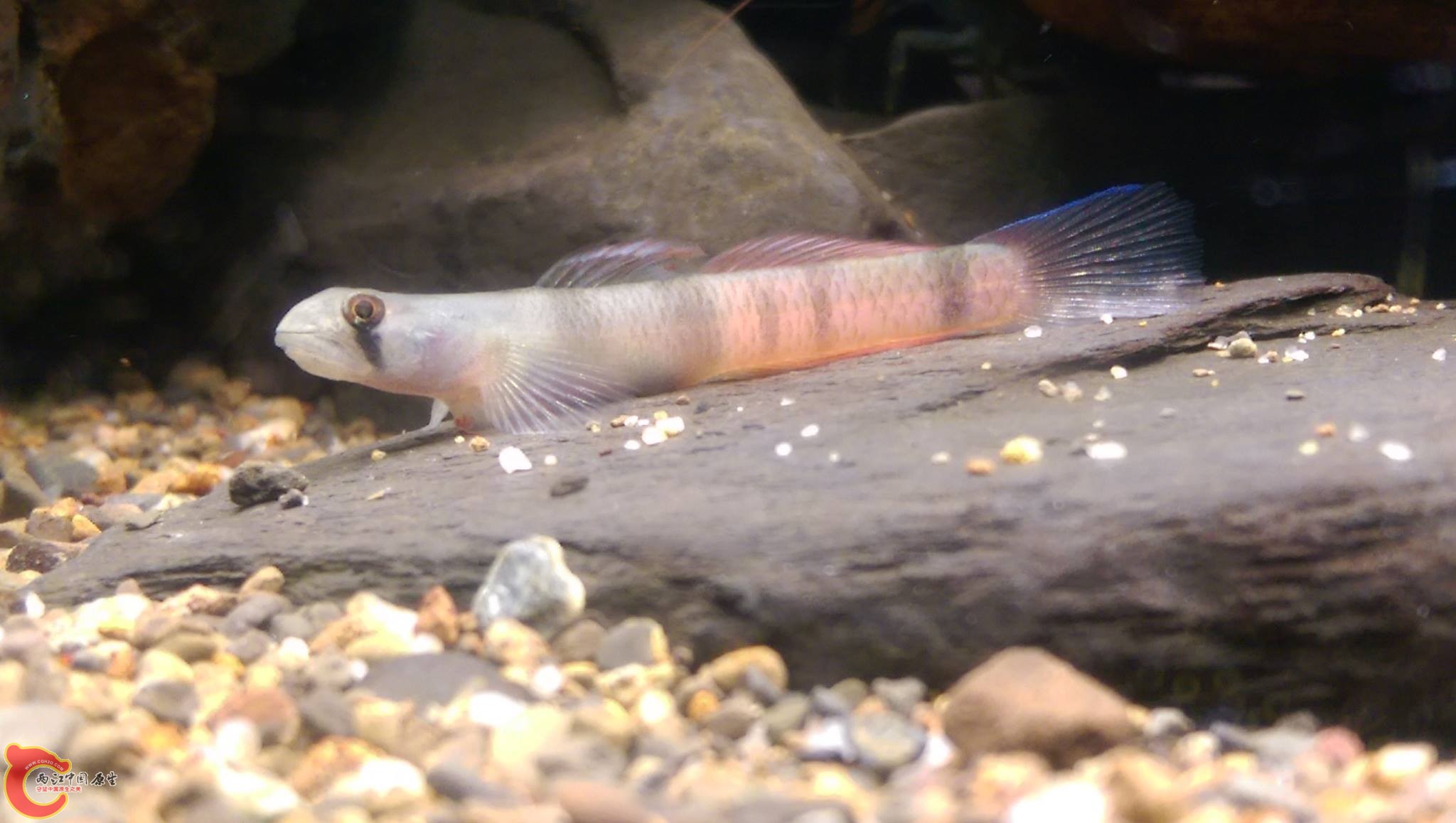 大黃瓜~約6.5公分