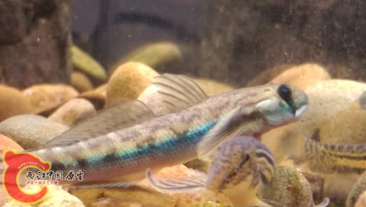 寬頰禿頭鯊成魚