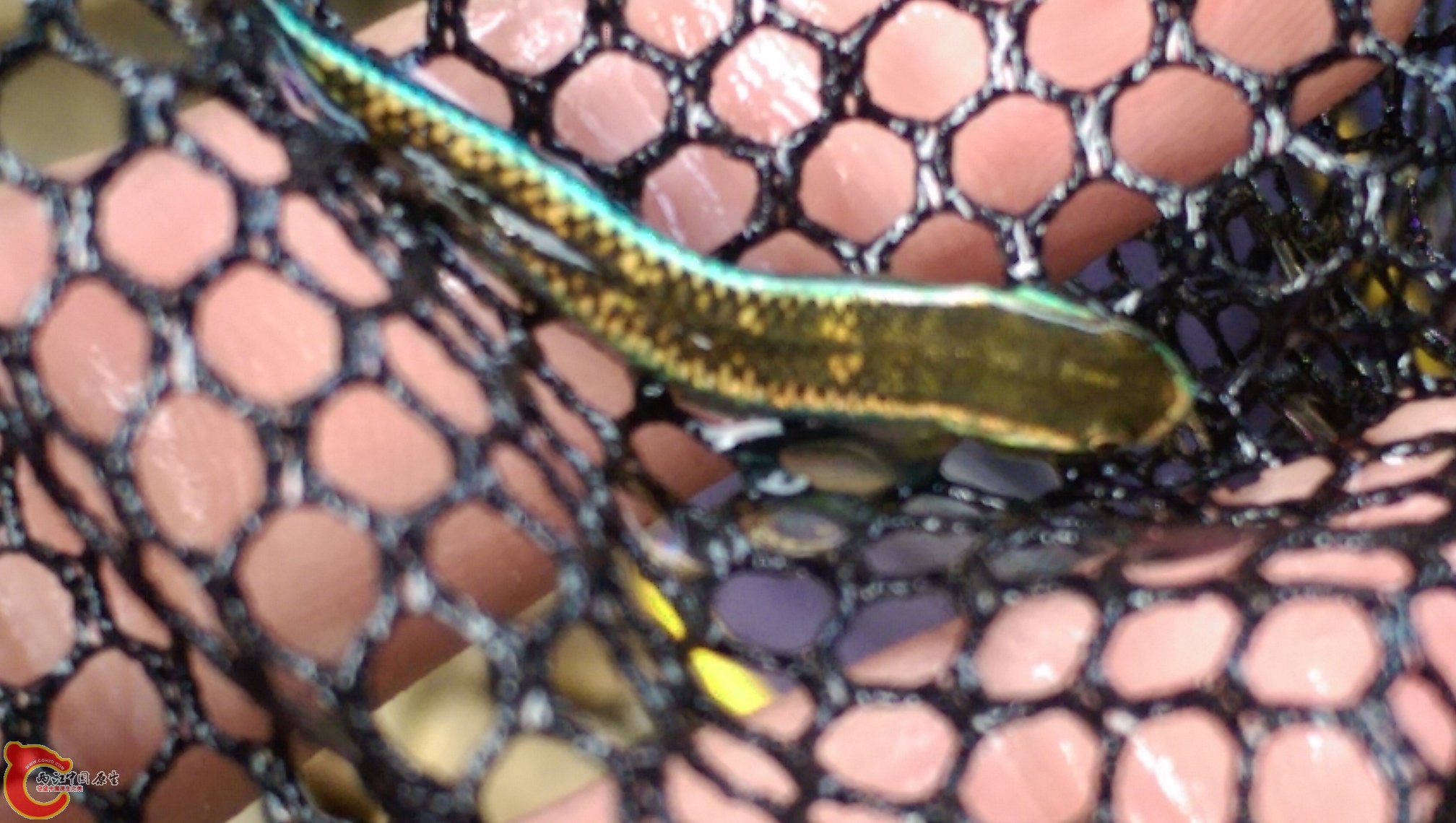 剛採集到的紫身~公魚