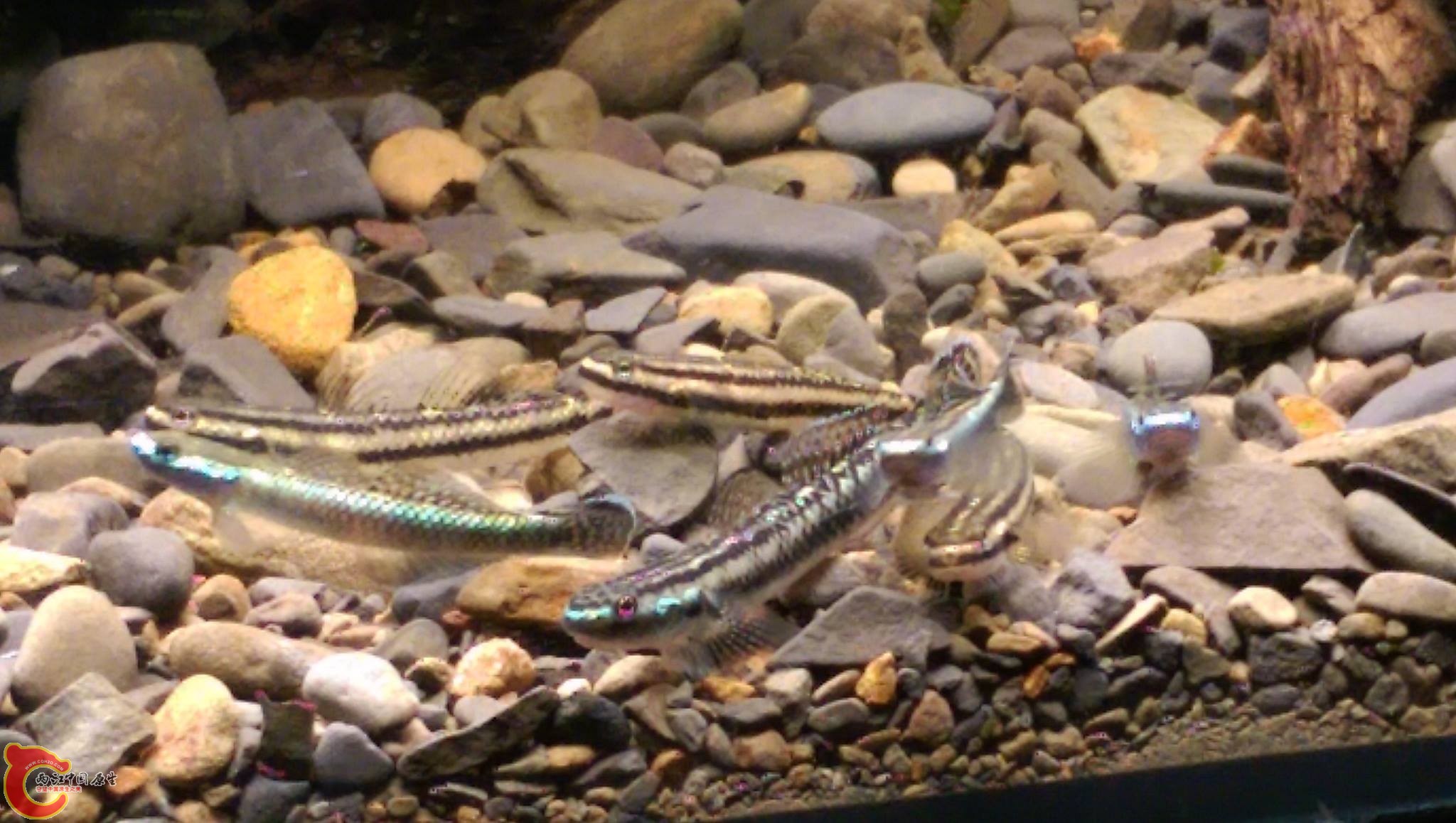 剛採集回來的枝枒