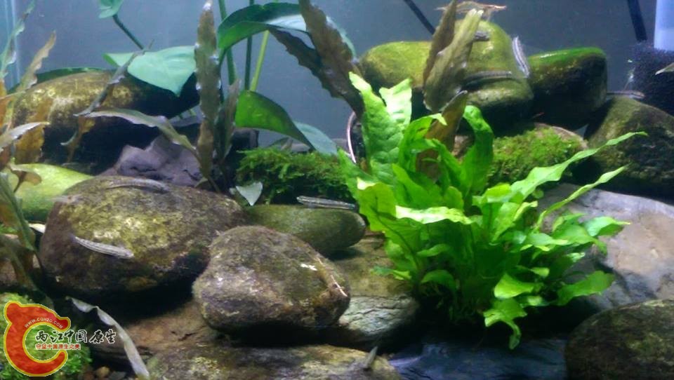 這缸全都只養黑鰭~因為跟其他魚養在一起黑期不容易搶到餌