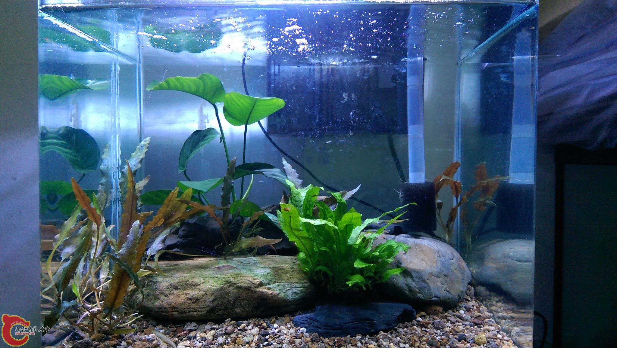 黑鰭缸目前約有12隻左右的公母魚