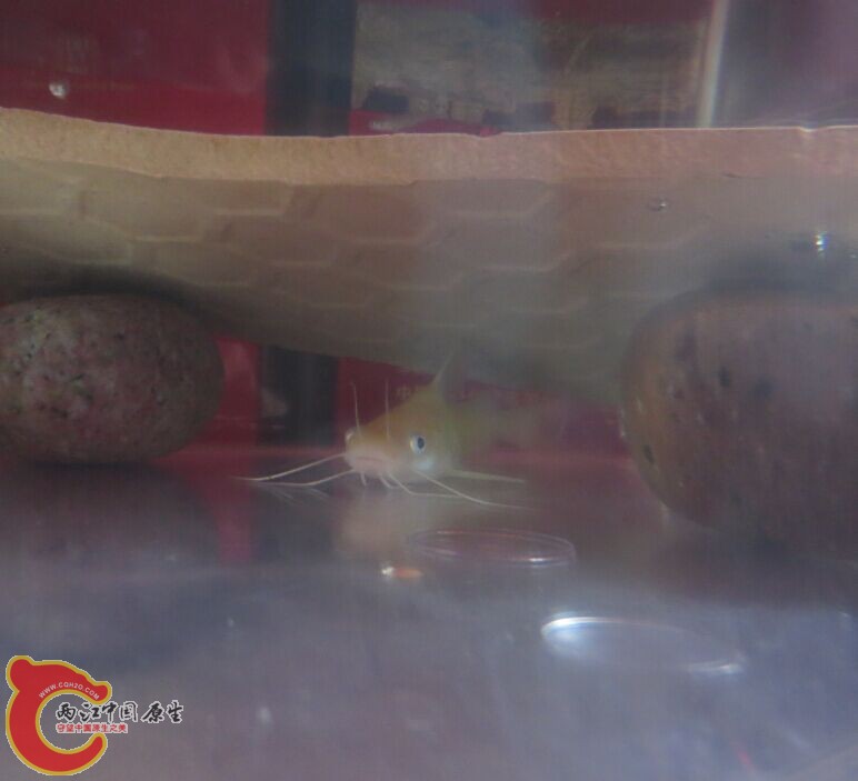 QQ图片20151130121619.jpg