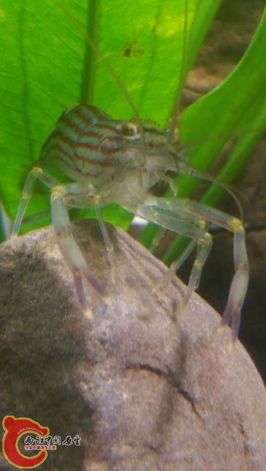 我最愛的西瓜蝦