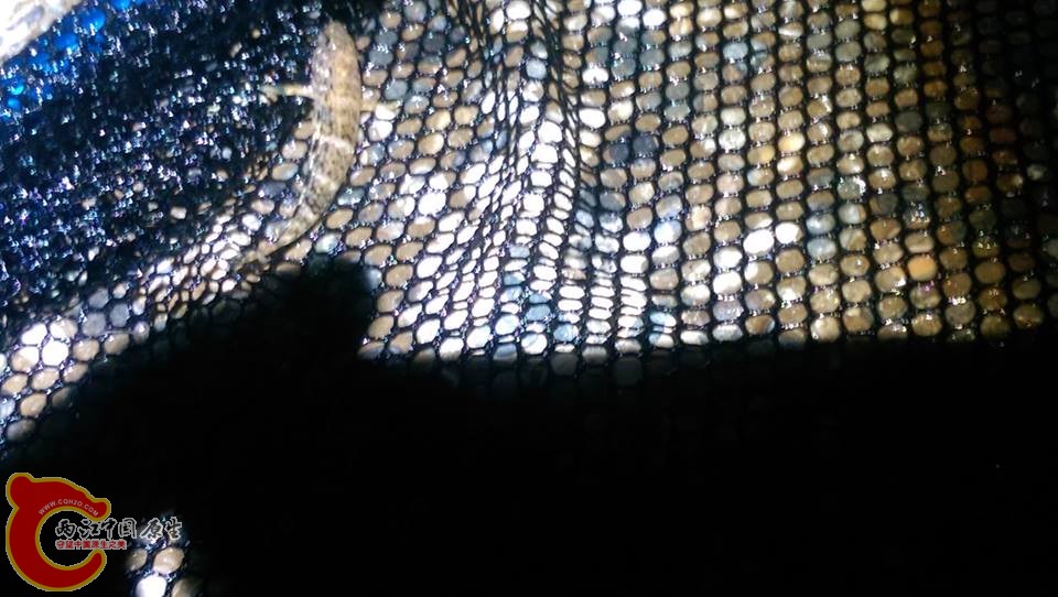 12077153_1038177226201482_35889021_n.jpg