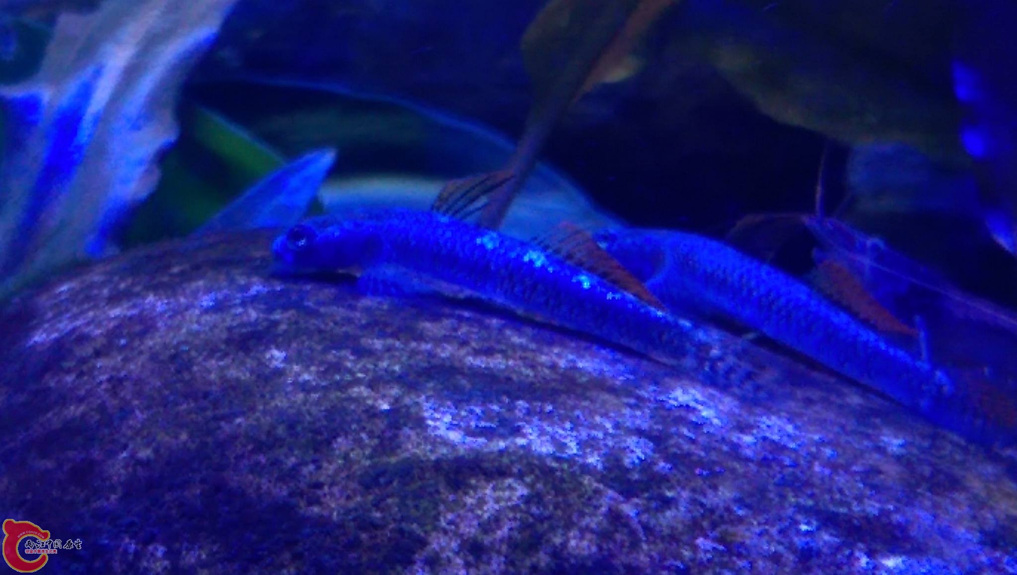 12314805_1061808103838394_1865163633_o (1).jpg