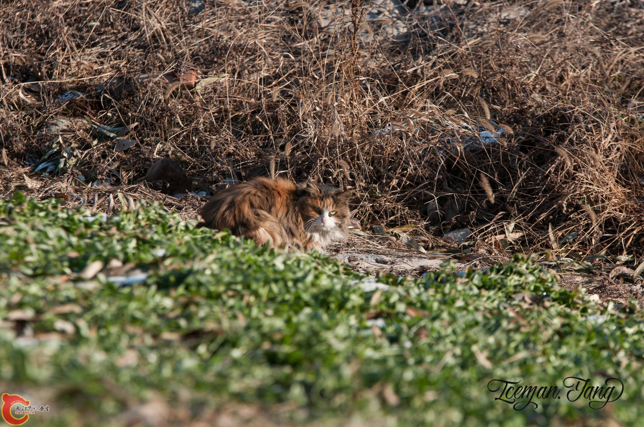 DSC_0022.jpg
