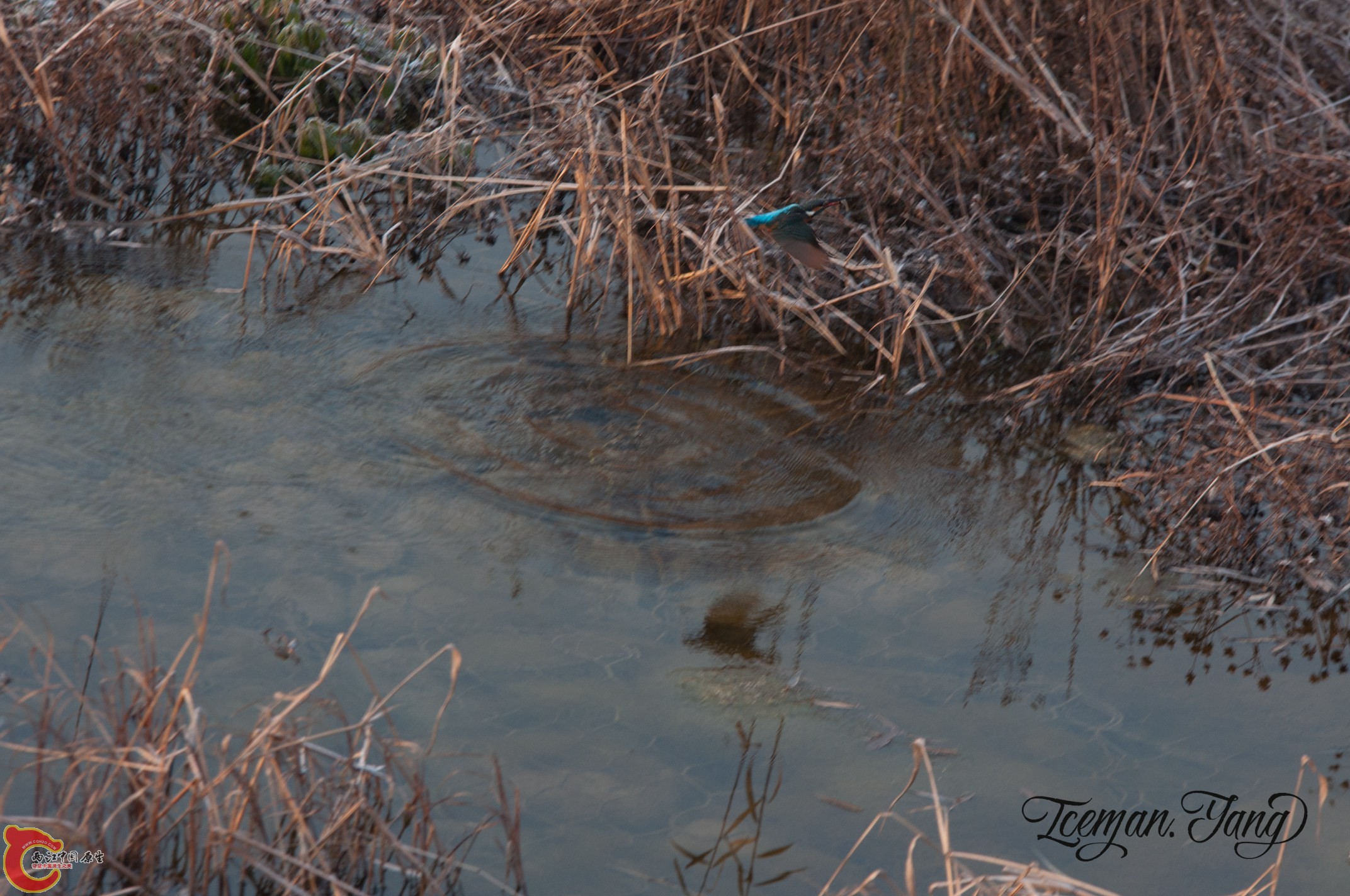 DSC_0061.jpg