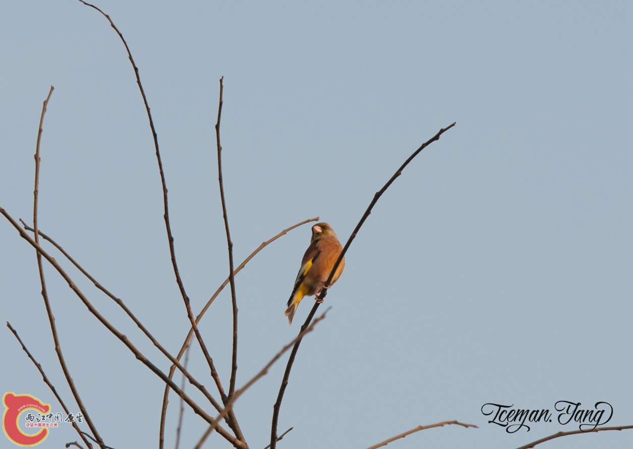 DSC_0093.jpg