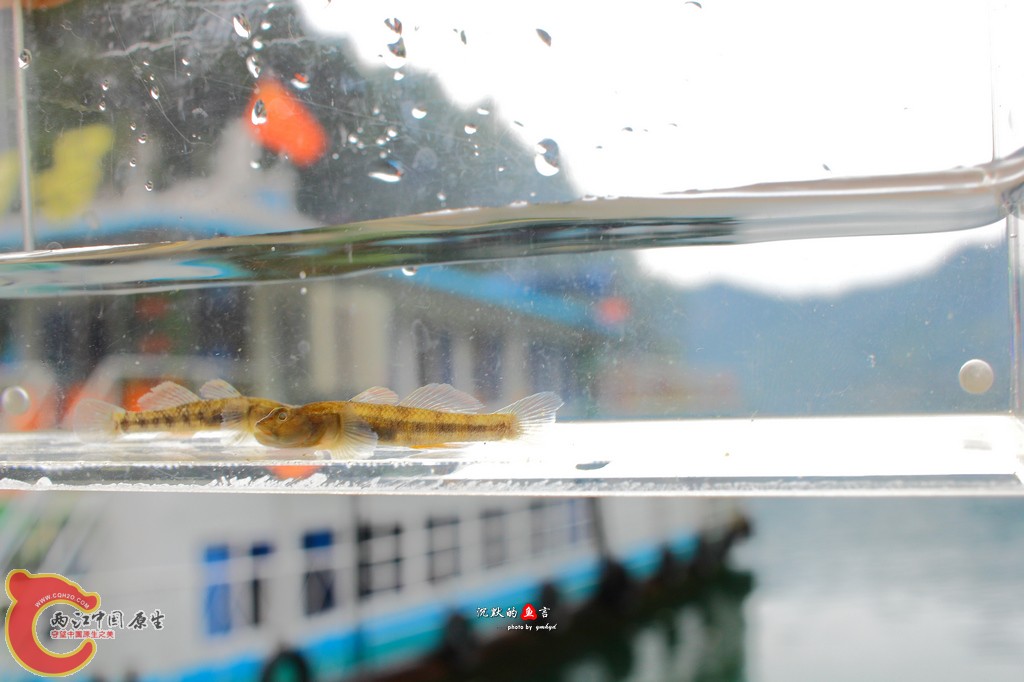 _MG_8018.jpg