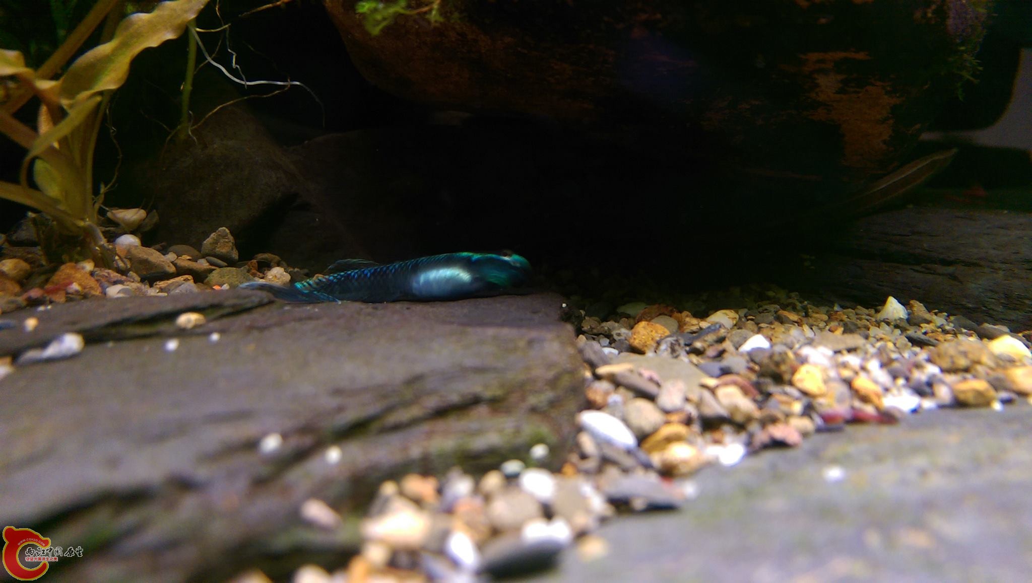 這隻一定要特別介紹，拍它時它剛吃飽還側躺露肚子出來!