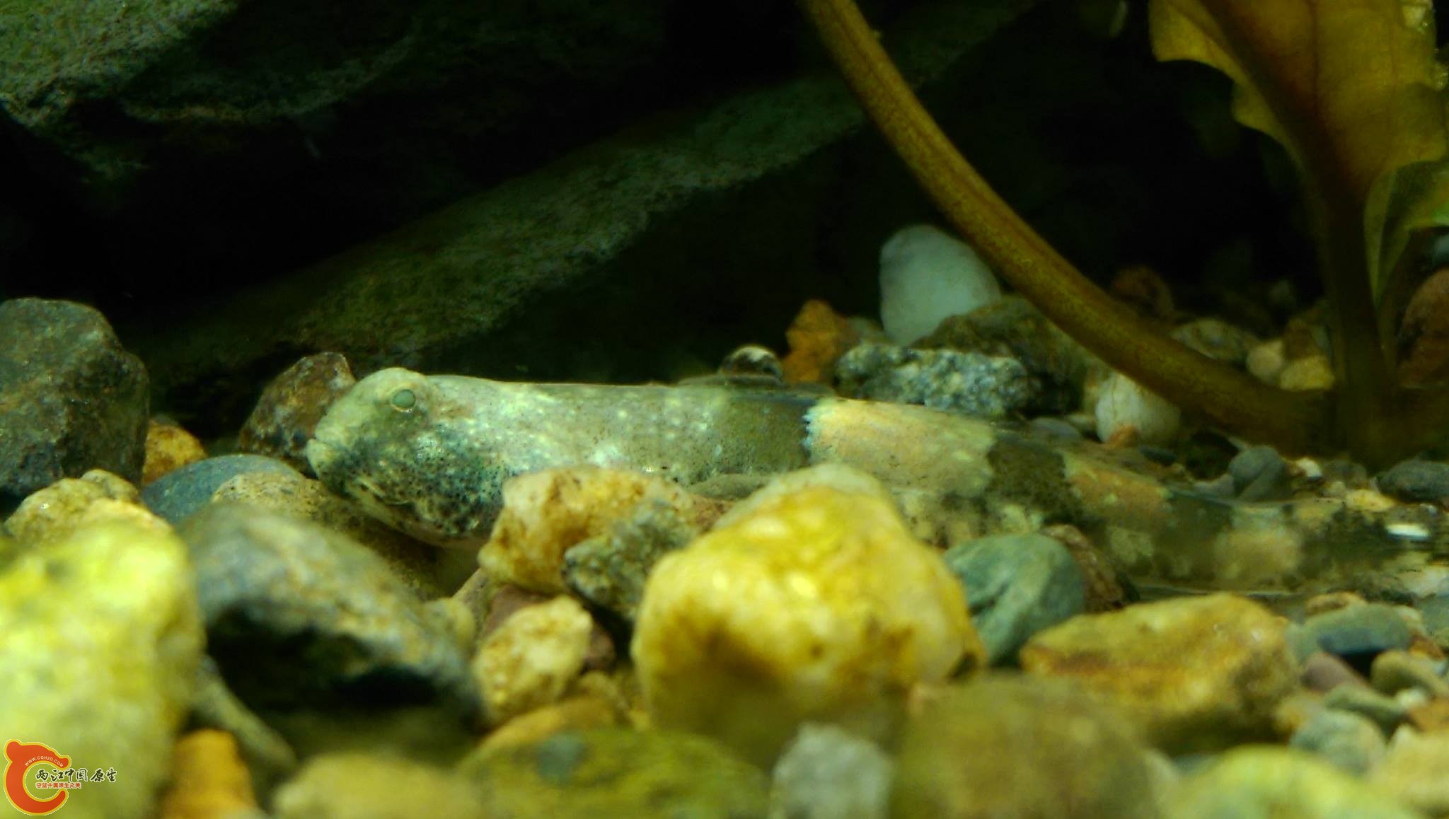 平常都把自己埋在沙裡~吃飯時間就會像殭屍一樣從沙裡跑出來