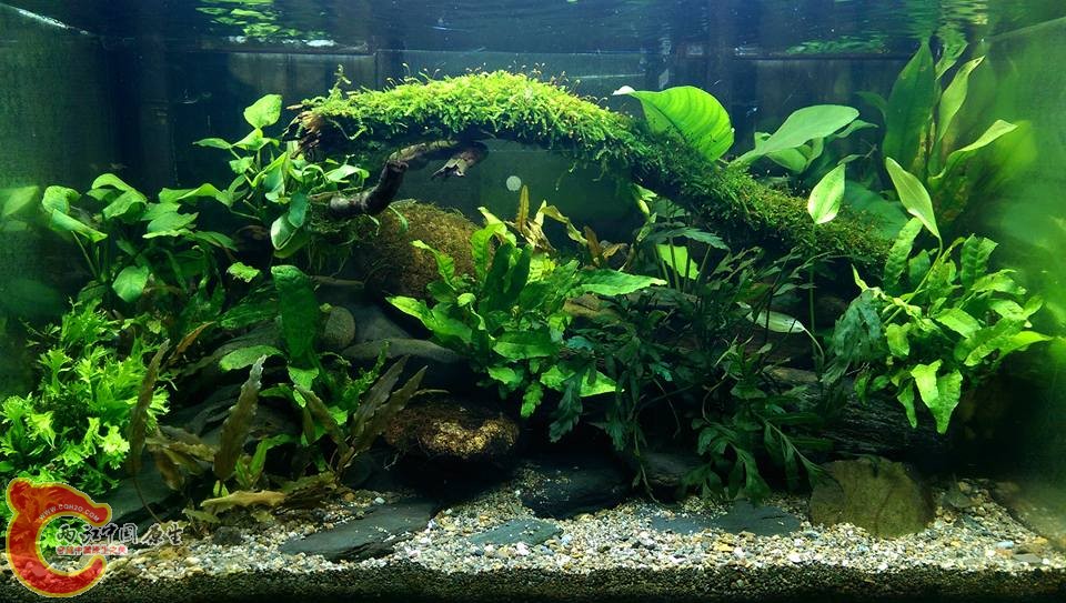 最新全缸照~2尺缸配2個大外掛、t8nec螢光燈管*3、水族先生led24水草專用燈~由於是晚上拍的所以又看不見魚囉 ...