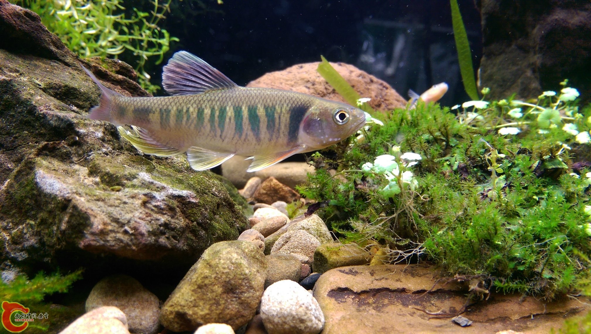 雖然很美但是只有2尺缸養不起它太久就放回原採集地了