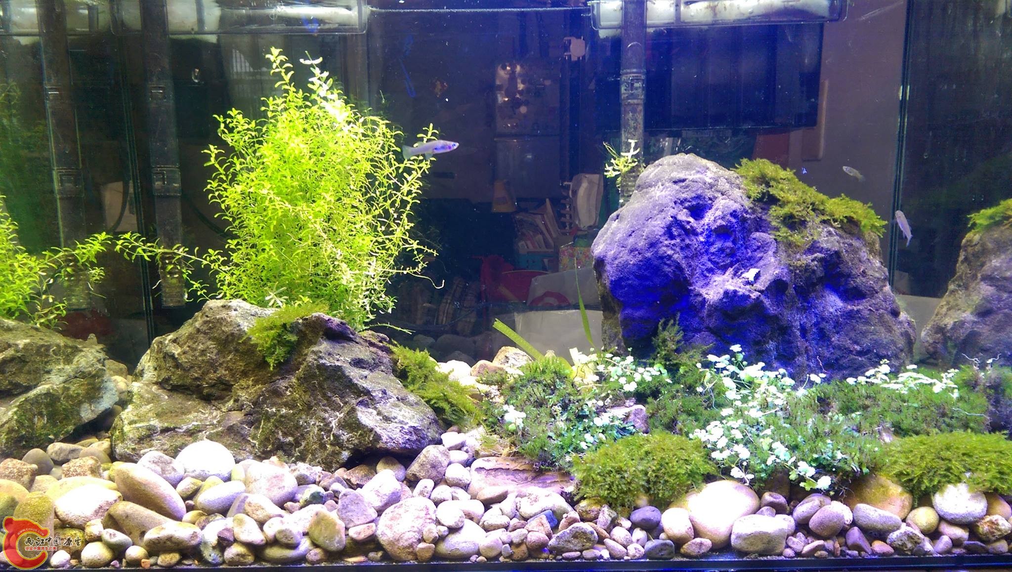 第一次完全野外蒐集造景材料的缸，點了盞現在看起來很怪的藍色led燈