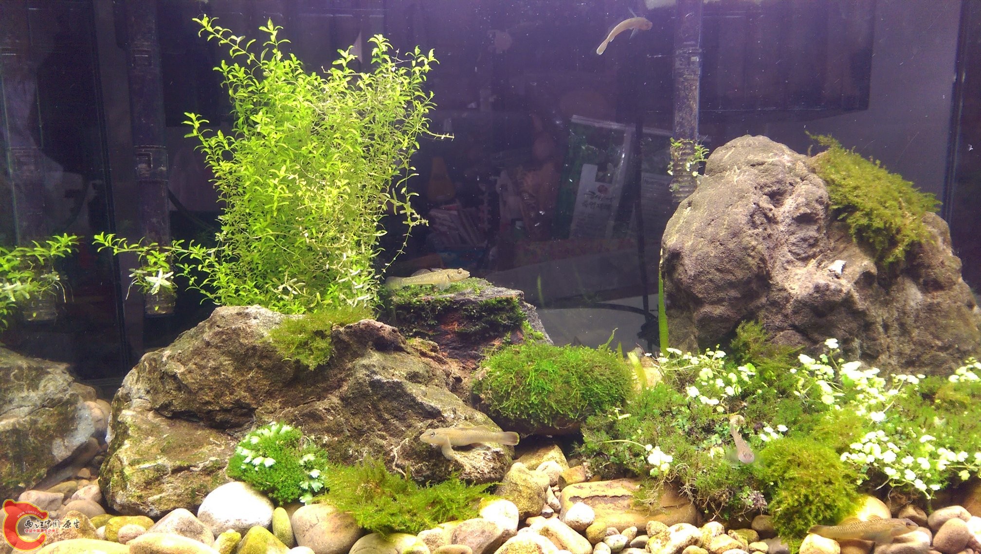 沒開藍燈時的缸景