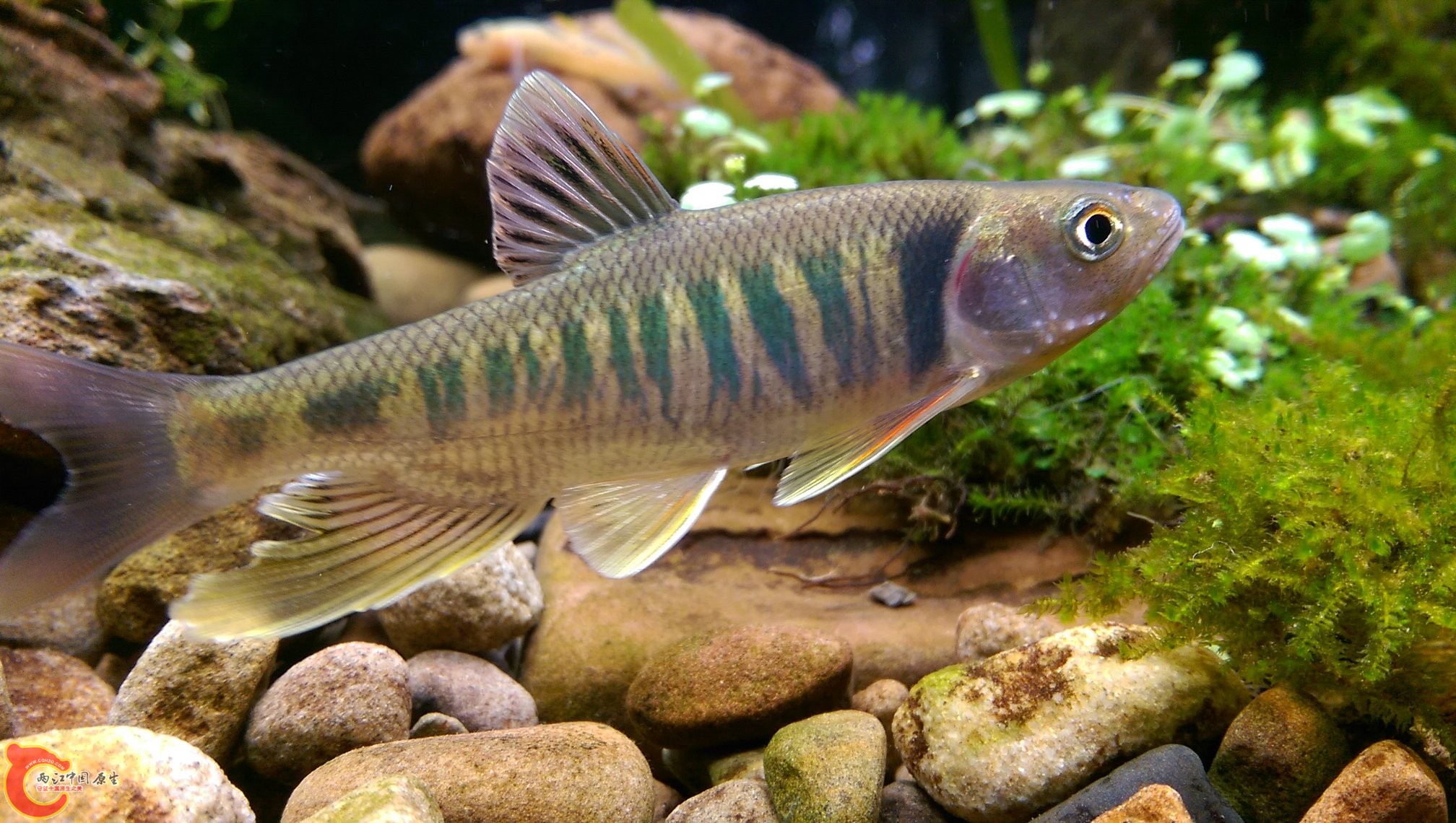 美魚還是要配3尺以上的剛才能讓它游的自在