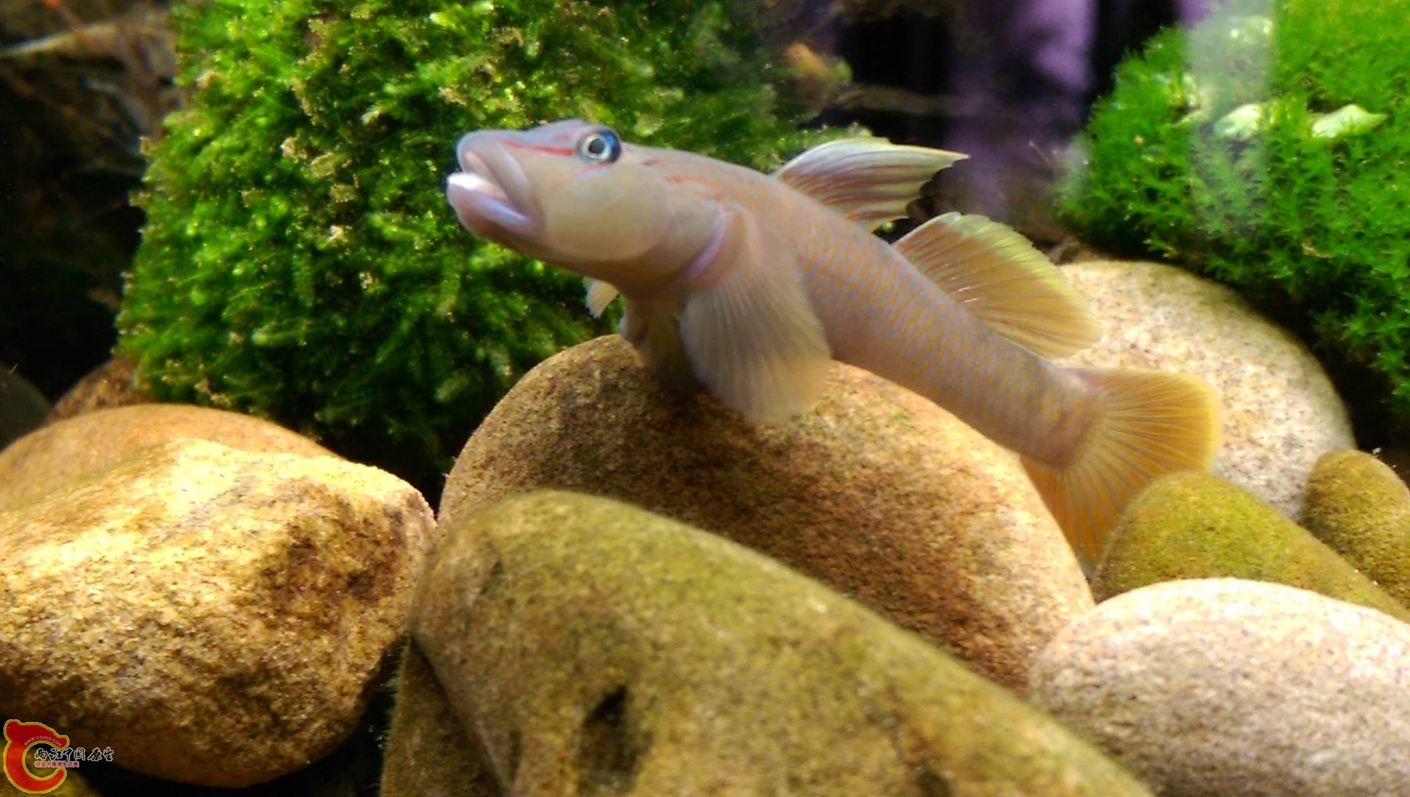 朋友常說~它有一副很性感的厚唇