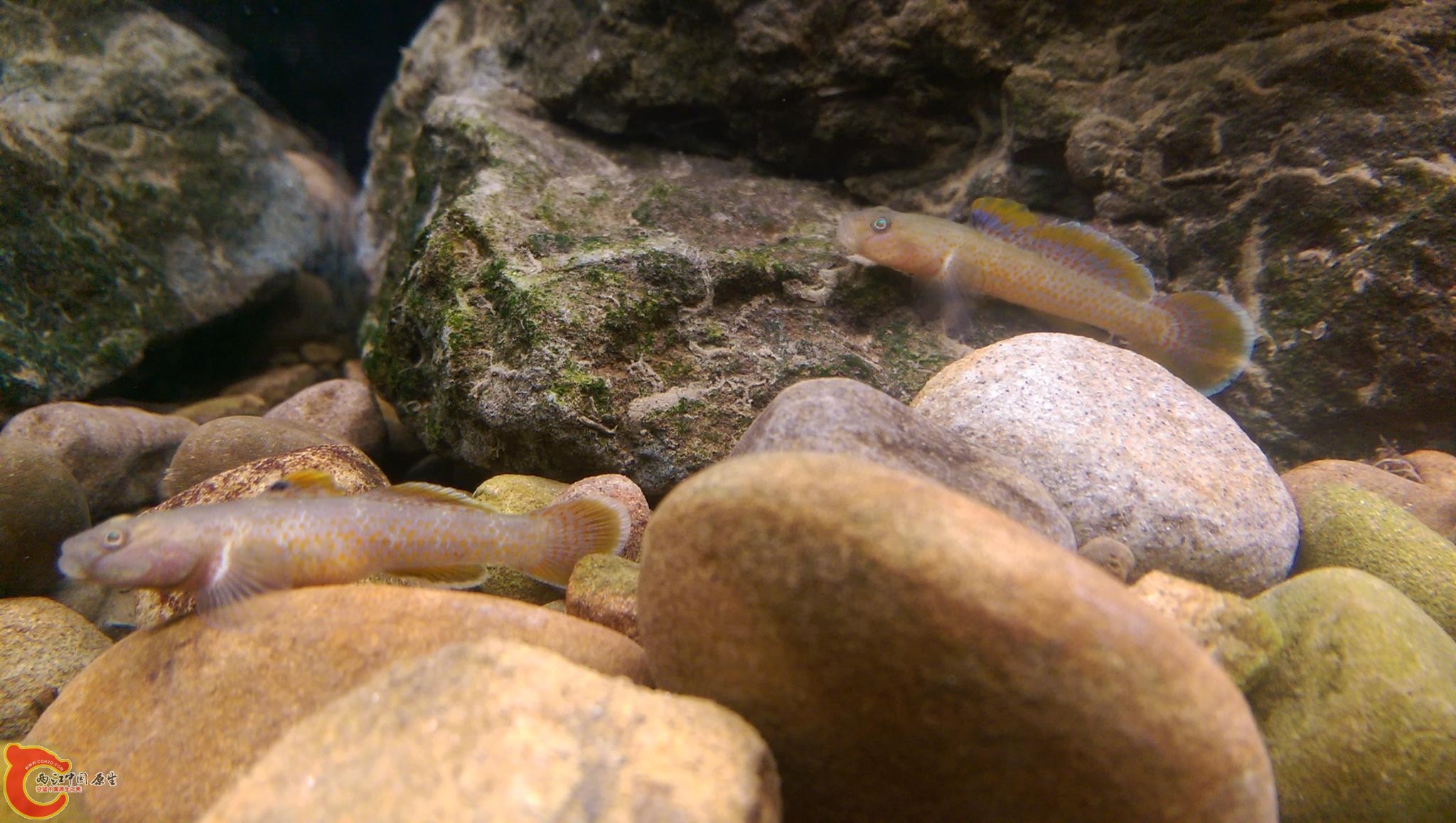 北部的短吻紅斑~是養過的吻蝦虎中最溫馴的