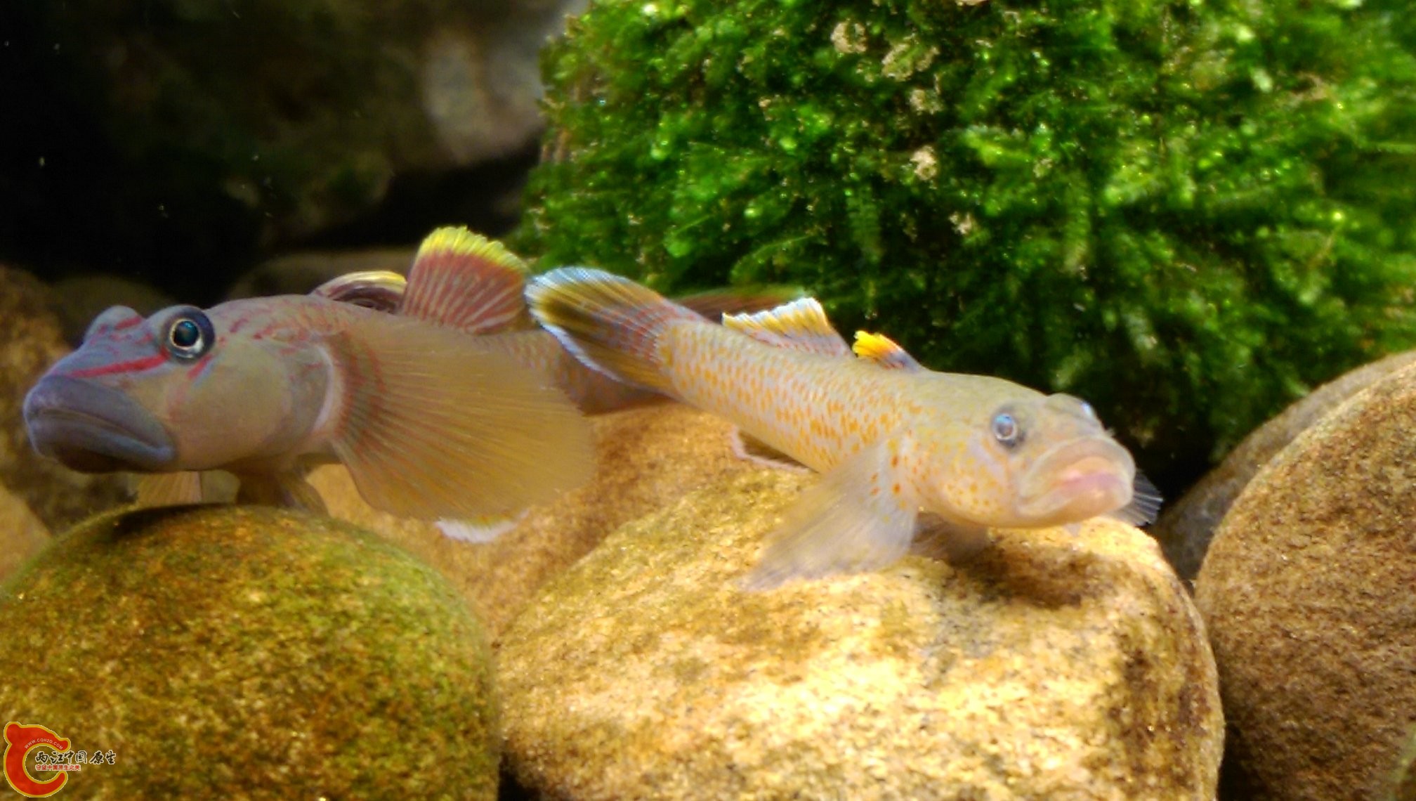 表面一起合照~一照完就開打的死對頭