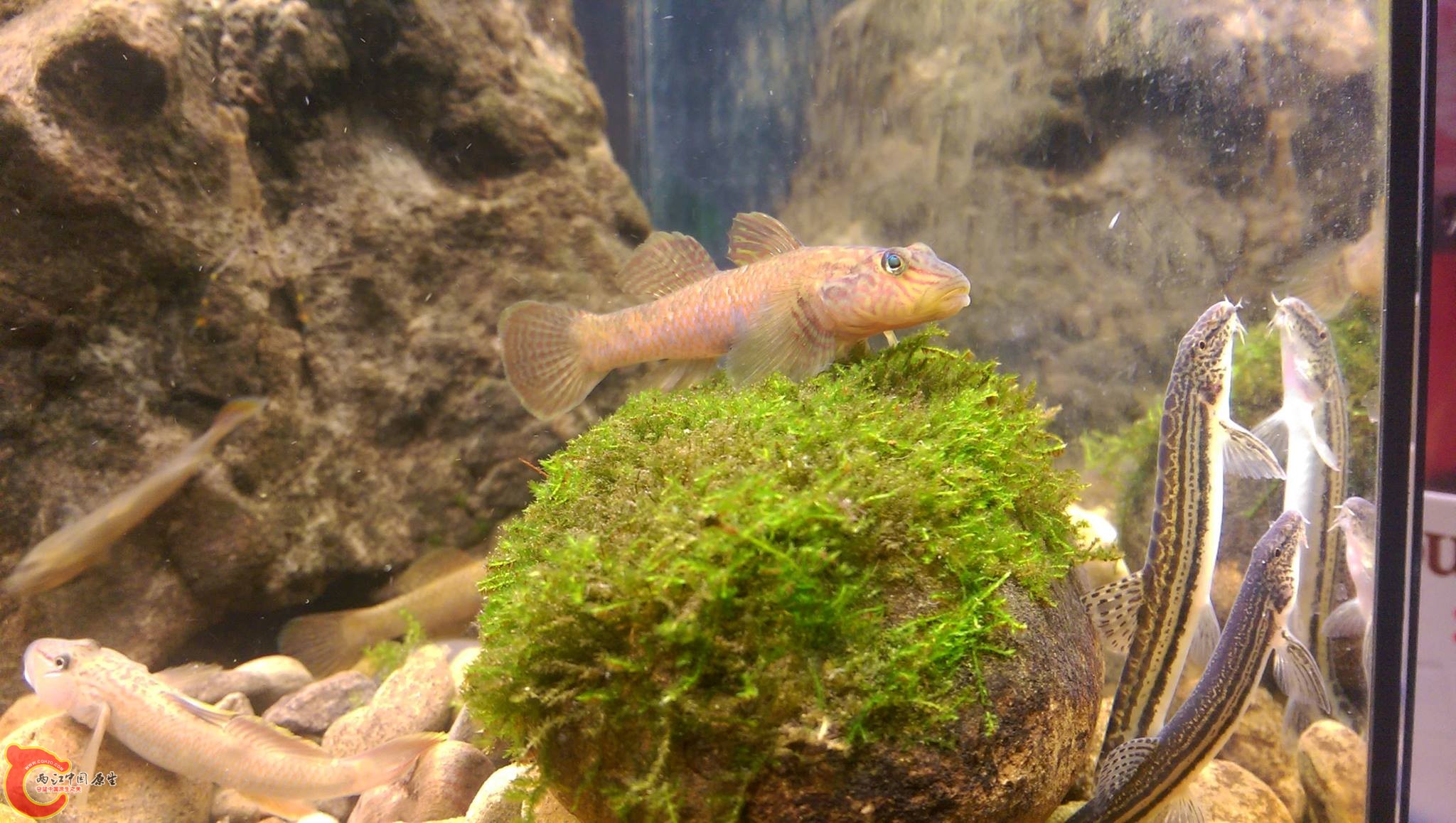 看到花臉就知道是台灣吻了!