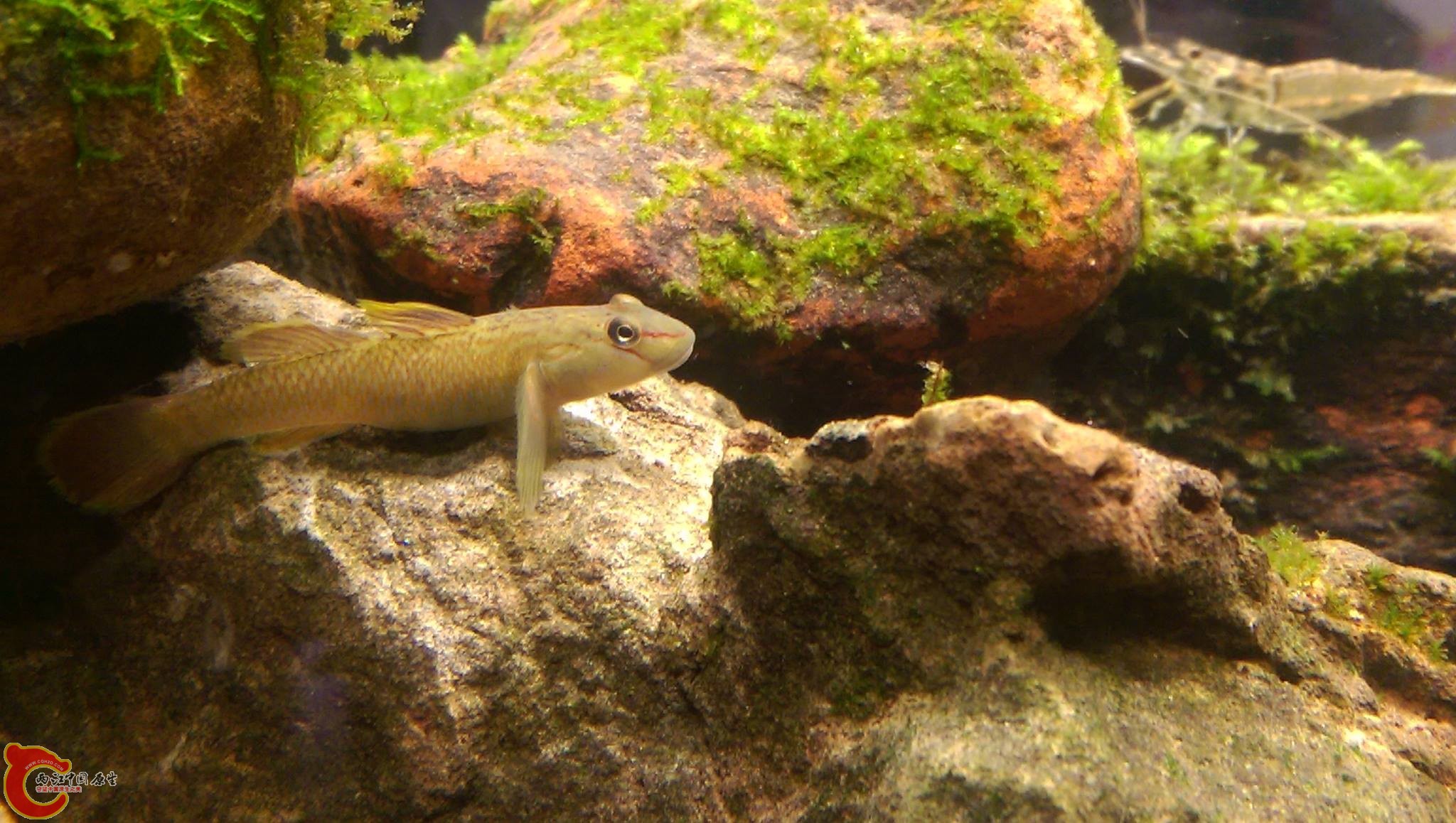 母的明潭吻~這張拍完沒多久就生了~可惜經驗不足沒孵出來