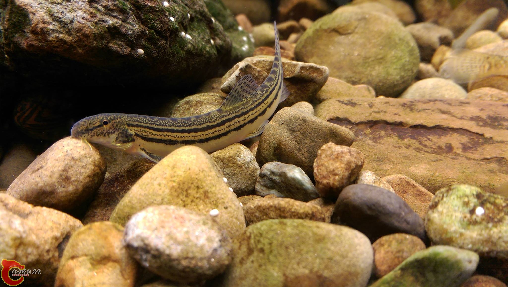 中華花鰍~野溪裡常看得到，是清除石縫下殘餌的好幫手