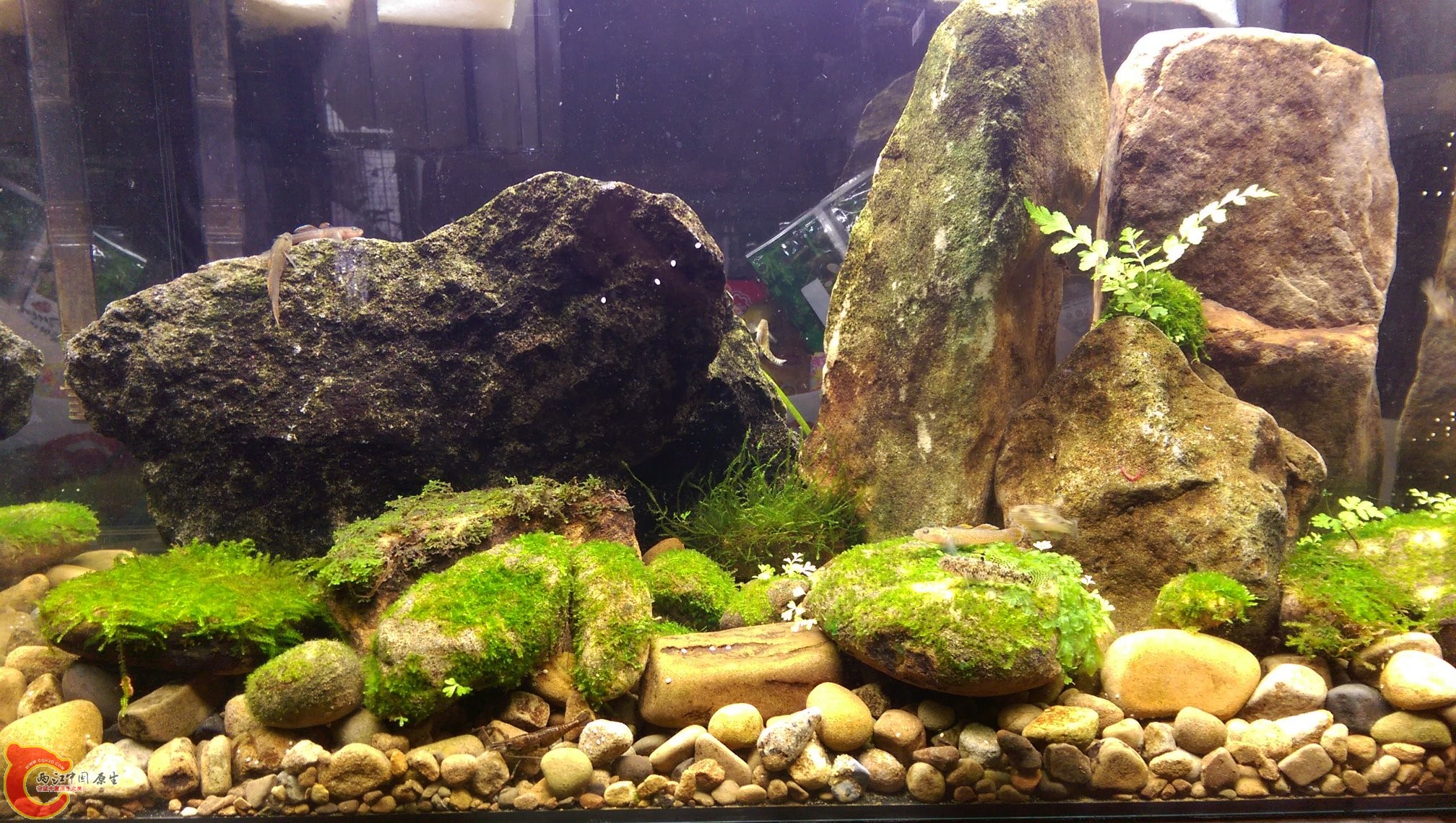 這是第二次換景~準備飼養禿頭鯊