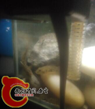 小鱼缸只有15*10*20左右 现在有虾虎15条 大虾虎 5条 亚成体10 黄幼1 虾若干 食蚊鱼 10条 