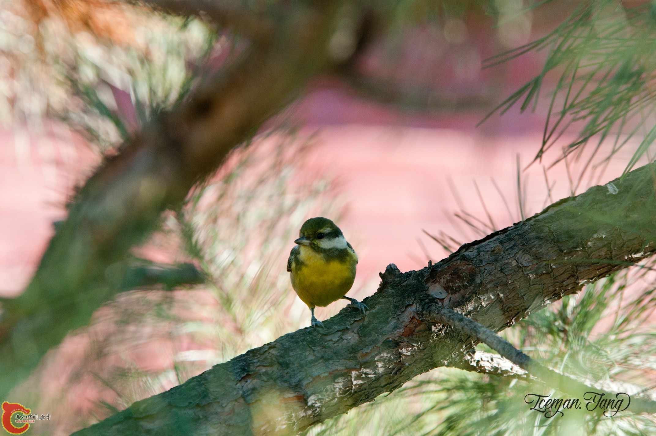 DSC_0016.jpg