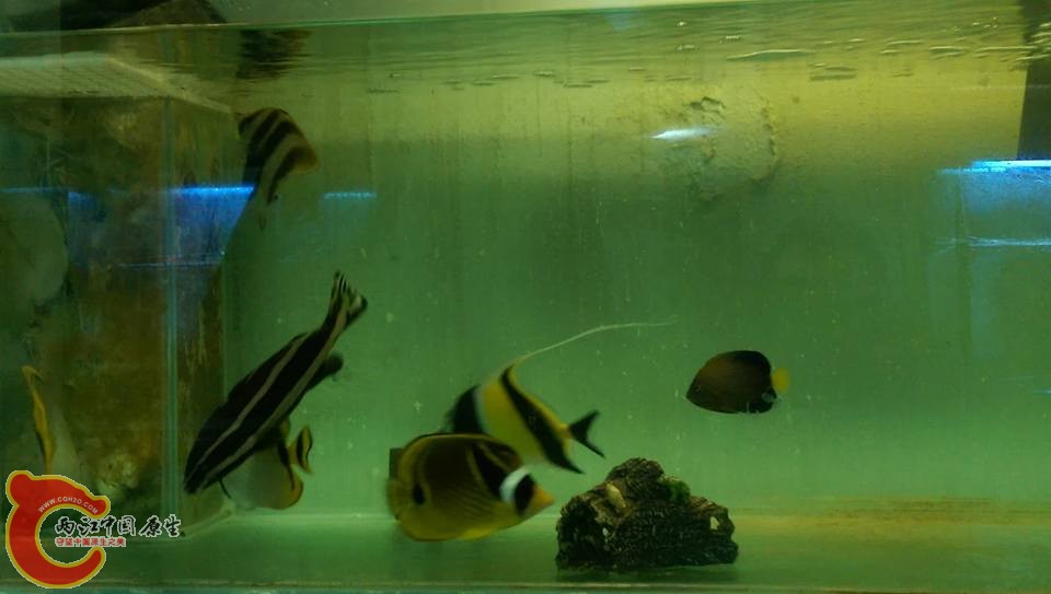 剛出完貨的缸、剩的魚也被玩家買走了