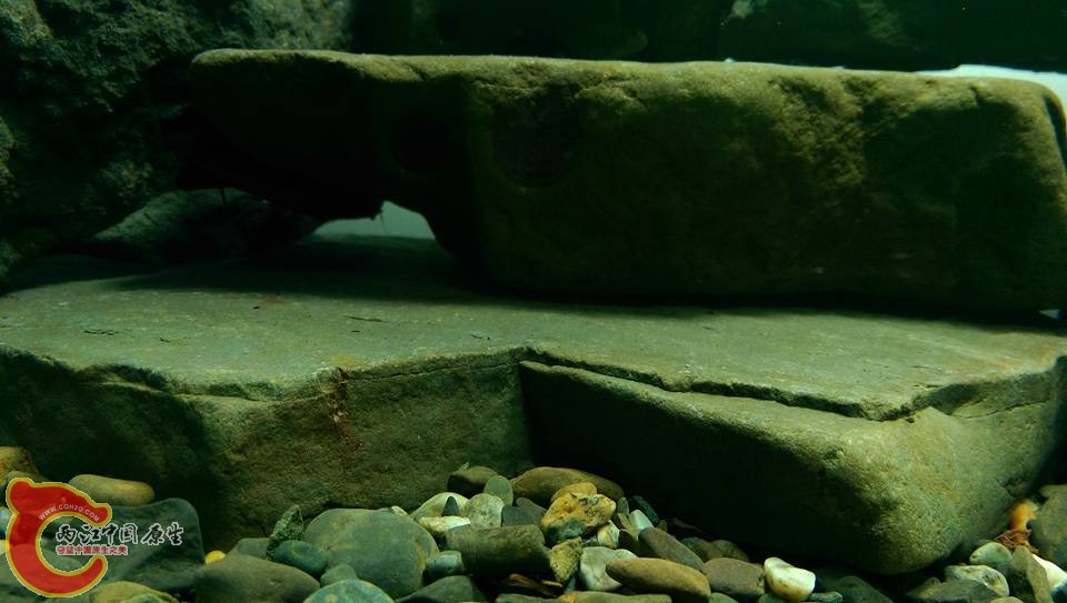 刻意找的天然平台是餵食投餌點、也是幫魚蝦拍照的最佳點！