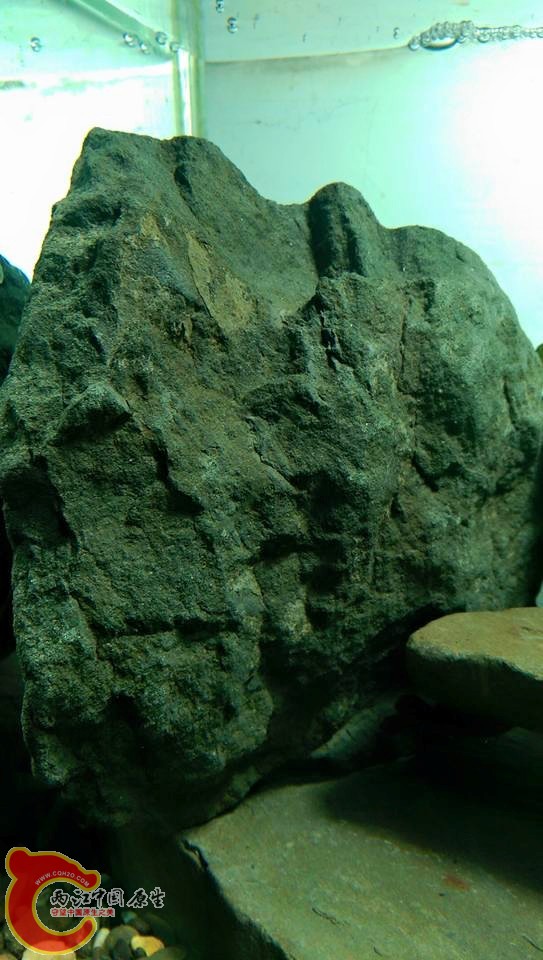 很粗曠的泥岩，可惜的是擺景時候如果磨擦到會讓水白濁，定景完需再一次大量換水才會清澈！