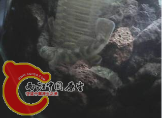 昨天发现一条不一样的虾虎 经鉴定是波士  哇咔咔