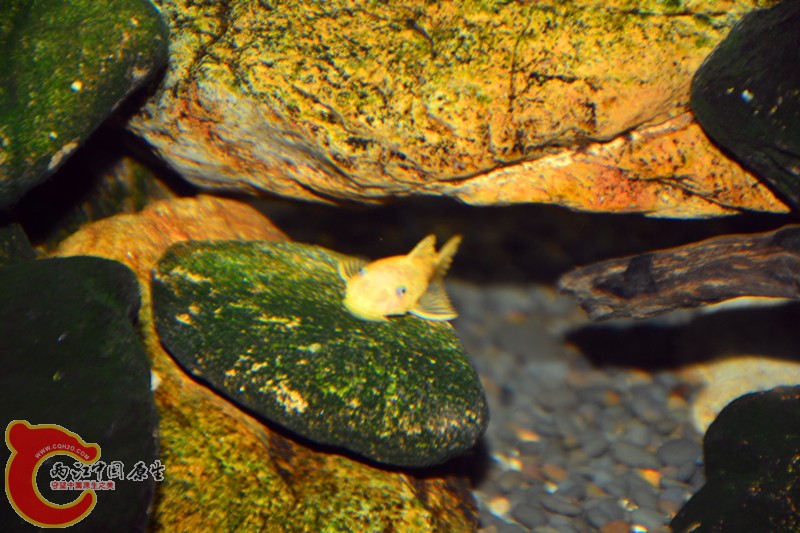 DSC_1451.JPG
