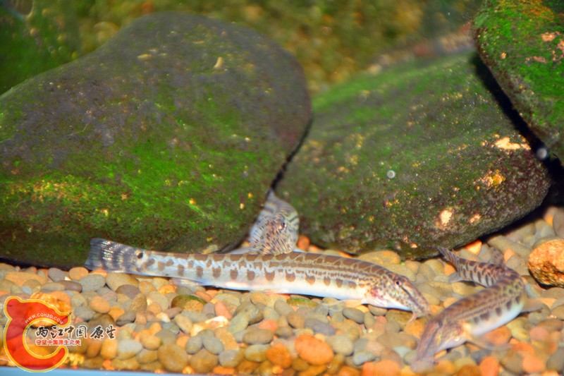 DSC_1452.JPG