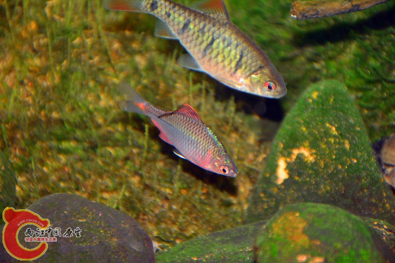 DSC_1473.JPG