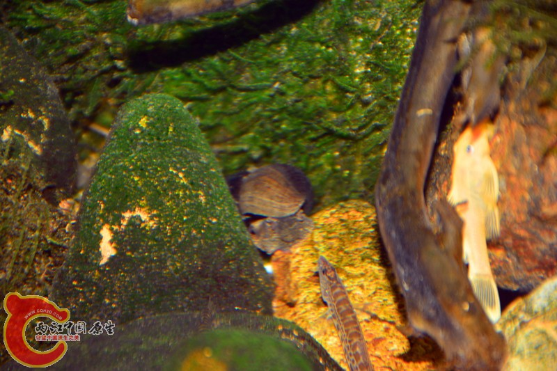 DSC_1481.JPG