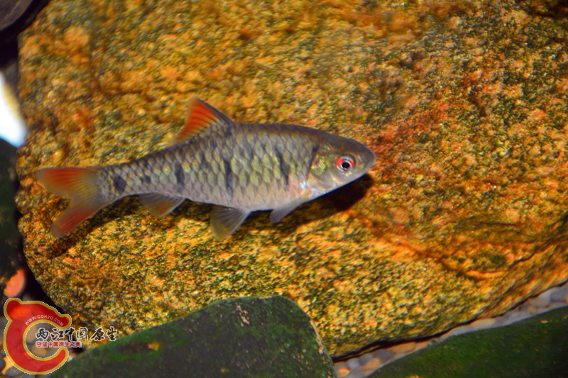 DSC_1483.JPG