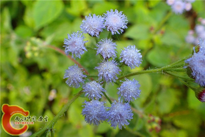 乡间的野花