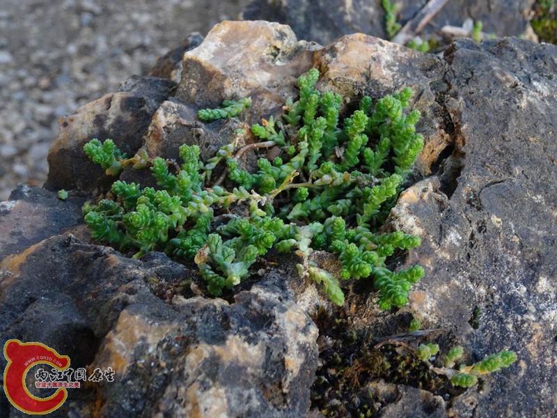 DSC03606_副本.jpg