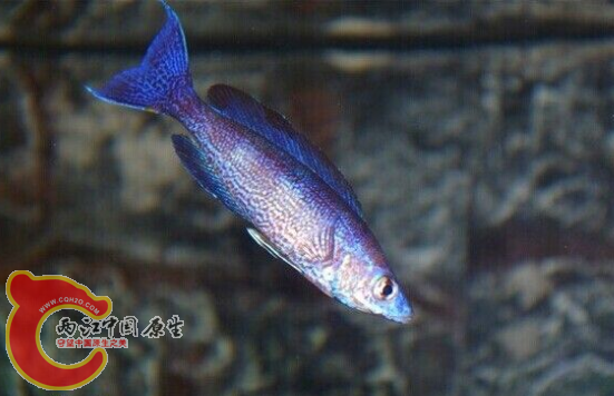 姆博克细鳞剑沙平时状态
