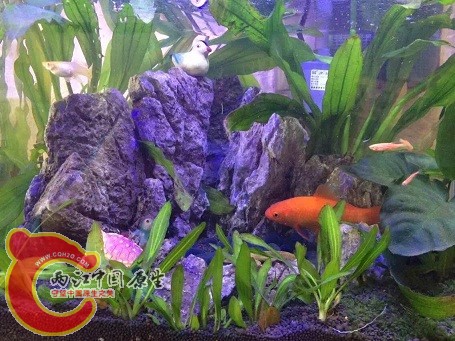 刚买的时候，金鱼是河里面钓上来的，后来放掉了。