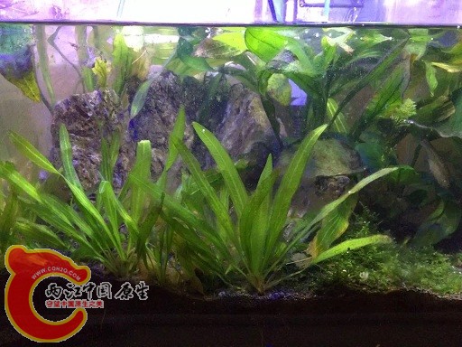 三个月后的样子，水草长得很快。