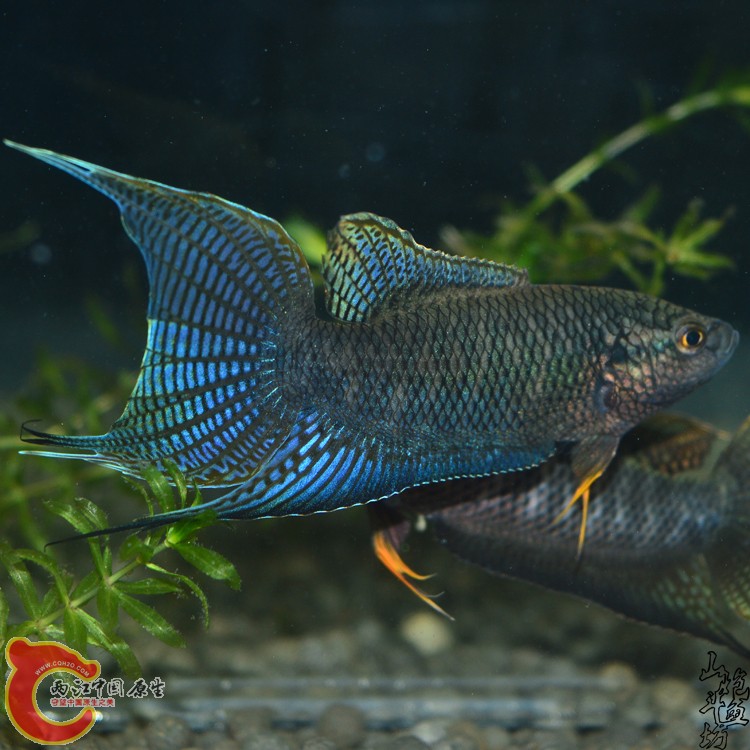 DSC_0061 副本.JPG